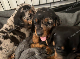 3 beautiful baby girl dash hound