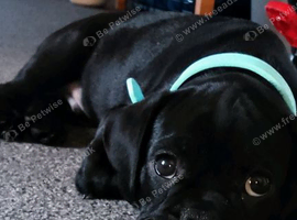 2nd Generation Frug.