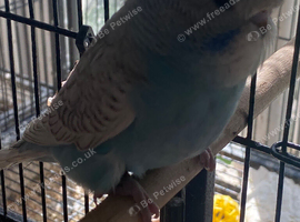 Baby budgie