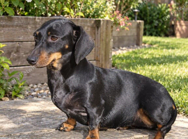 Miniature Dachshund