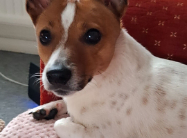 10 month old male jack russell