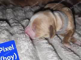 Working cocker spaniel pups
