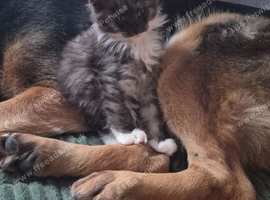 Beautiful Maine coon kitten girls