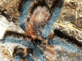 Marure male davus sp-the lava tarantula
