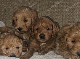 Licensed breeder, 4 dna clear red small miniature cockapoo litter
