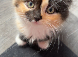 Ragdoll cross kittens