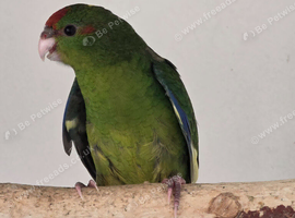 Various Kakariki
