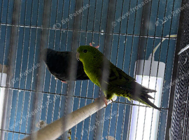 Lineolated parakeets
