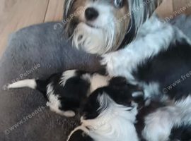 Loving Home Raised Biewer Terrier Puppies