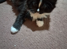 Kittens for sale