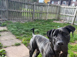 Presa Canario Puppy