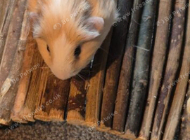 Guinea pig