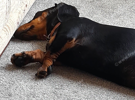 Mini dachshund