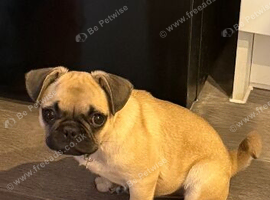 Nellie female pug