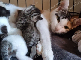 Kittens for forever home