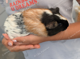 2 Female Guinea pigs