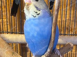 Baby budgies
