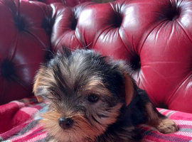 Beautiful Yorkshire Terrier puppies available now.