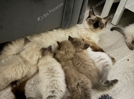 Pretty ragdoll kittens