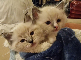 Adorable Ragdoll Kittens Looking For A New Home