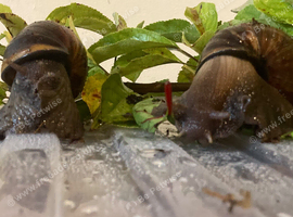 Giant African land snails for sale