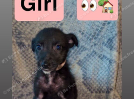 Lurcher pups