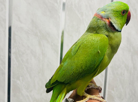 Baby male Ringneck talking Parrot