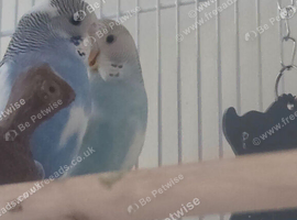 Exotic Fully Bonded Budgie Pair - Helicopter Bloodline