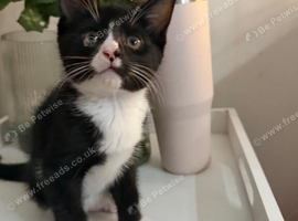 Kittens ready now