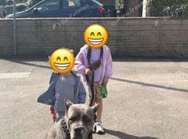 BLUE-GREY CANE CORSO FOR SALE