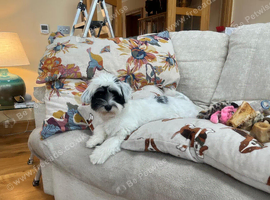 WANTED Adult female adult / elderly dog welcome
