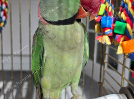 Alexandrine parrot