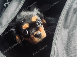 Cavalier boy and girl