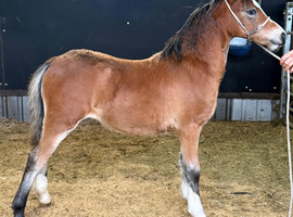 Show quality filly