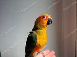 13 weeks old handreard sun conure