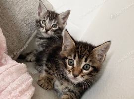 MAINCOON X KITTENS READY NOW