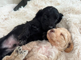 F2 Cockapoo puppies