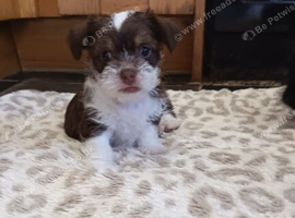 Beautiful Chorkie puppies