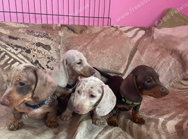 Pedigree miniature dachshund Puppies