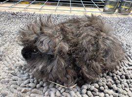 Baby Lunkarya Boar 6 weeks