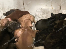 Puppies ready to leave contact me for more info