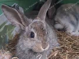 Last doe left of the litter
