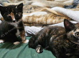 Two Beautiful Female Kittens Looking for a Loving Home