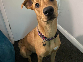 Lurcher Missing from S60 Rotherham