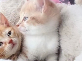 Ginger kittens