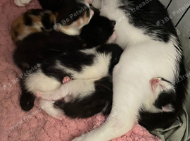 Kittens for sale
