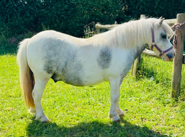 Prince - A Super Cute Mini Shetland