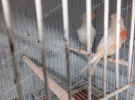 2 pair canary