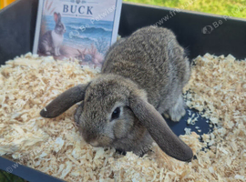 Stunning French Lop Litter