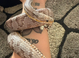 Corn snake